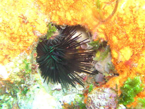 Image of Spiny Sea Urchin