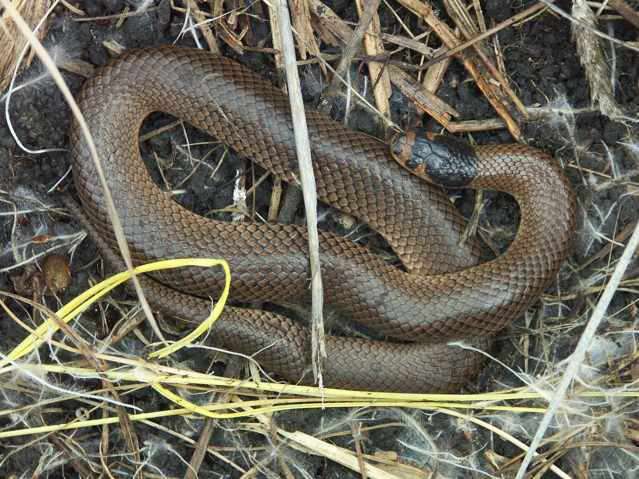 Image of Little Whip Snake