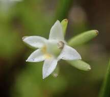 Image of Dwarf Calico-Flower