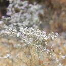 Plancia ëd Limonium dichotomum (Cav.) O. Kuntze