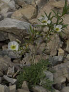 Слика од Papaver pulvinatum subsp. lenaense A. I. Tolmachev