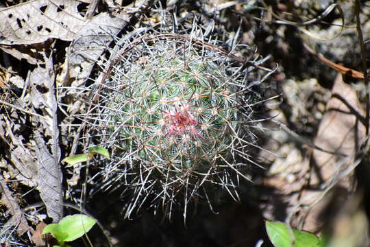 Image de Mammillaria rekoi (Britton & Rose) Vaupel