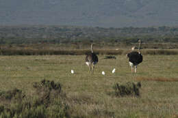 Image of South African Ostrich