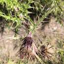 Imagem de <i>Cirsium hosokawae</i>