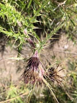 Imagem de <i>Cirsium hosokawae</i>