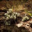 Image de Helichrysum sutherlandii Harv.