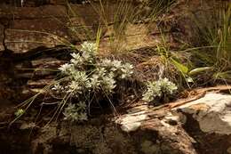 Слика од Helichrysum sutherlandii Harv.