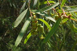 Image of Sapium haematospermum Müll. Arg.