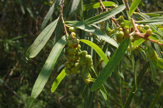 Image of Sapium haematospermum Müll. Arg.