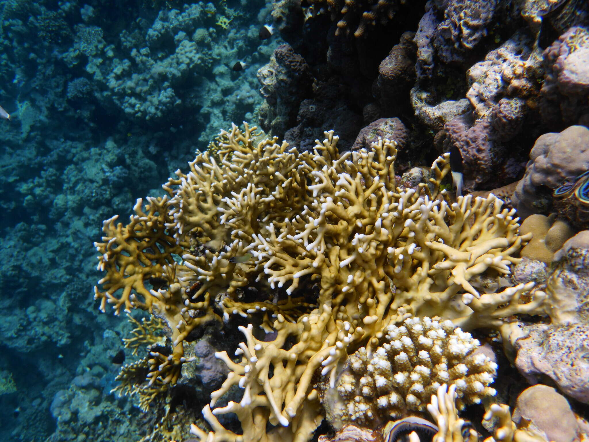 Image of Fire coral