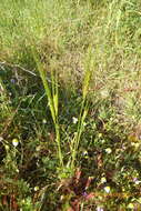 Image of spontaneous barley