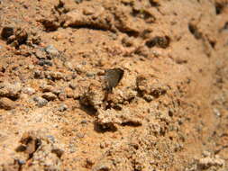 Image of Pygmy Scrub-hopper