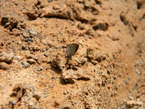 Image of Pygmy Scrub-hopper