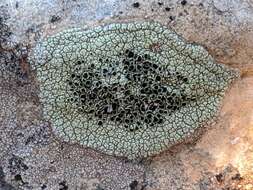 Imagem de Lecanora argopholis (Ach.) Ach.