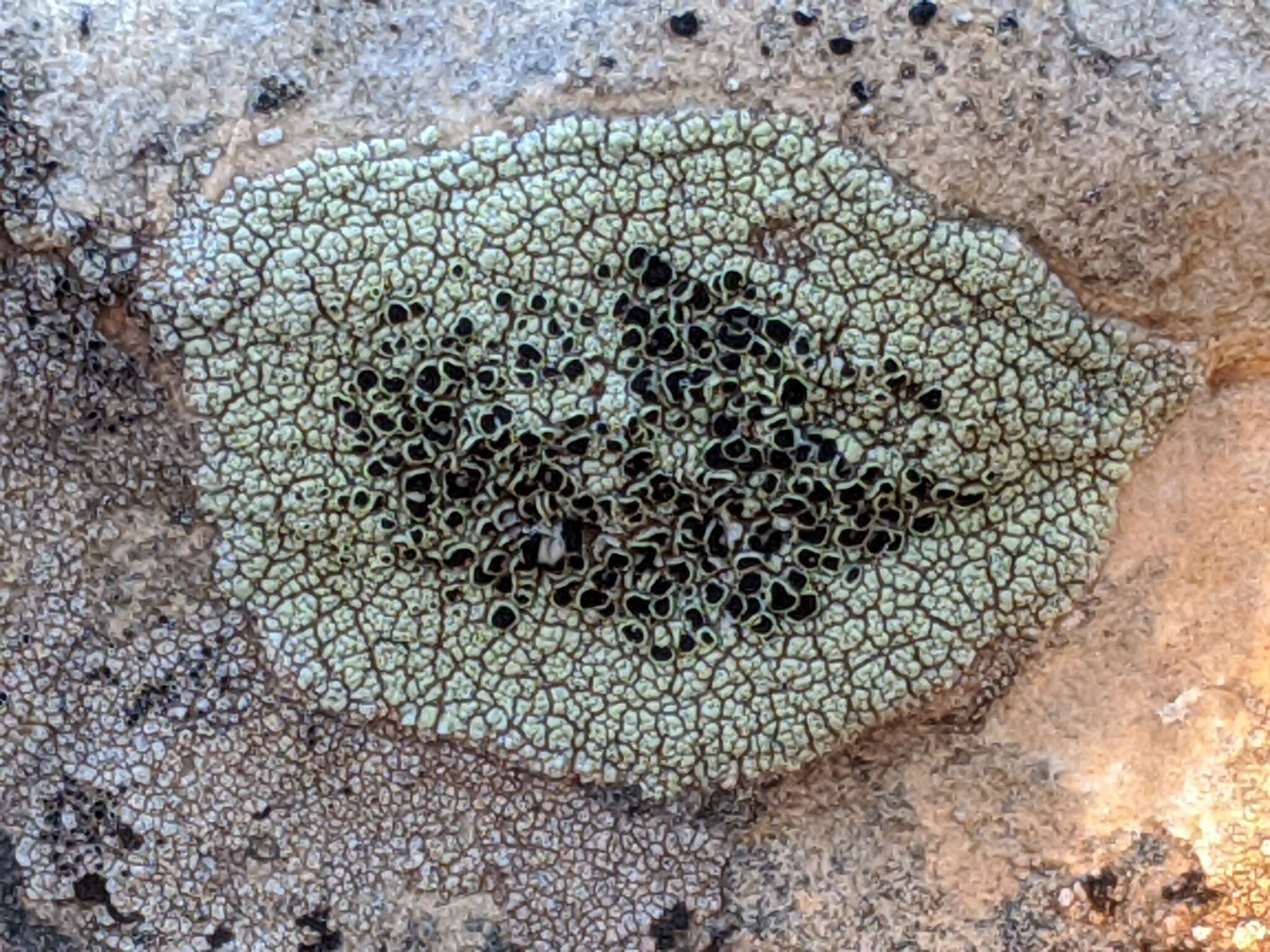 Слика од Lecanora argopholis (Ach.) Ach.