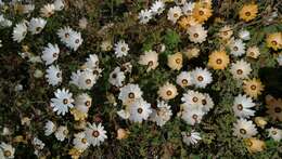 Image de Osteospermum pinnatum (Thunb.) Norlindh