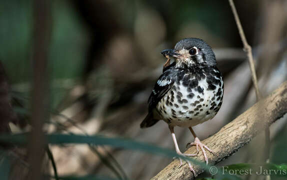 Image of Ashy Thrush