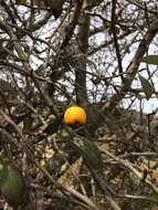 Image of manzanita tejocotera