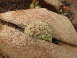 Image of Conophytum truncatum (Thunb.) N. E. Br.