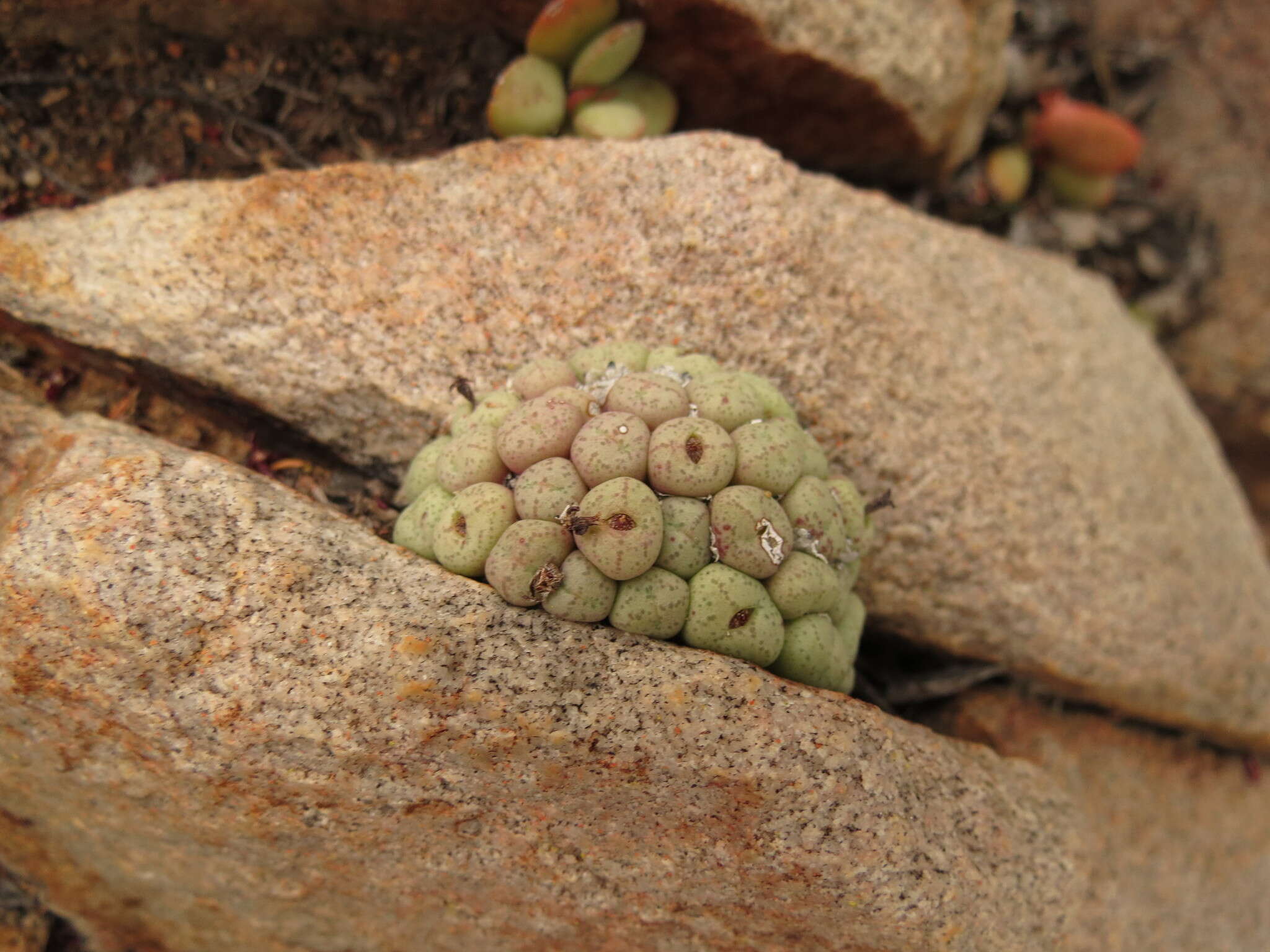 Image of Conophytum truncatum (Thunb.) N. E. Br.