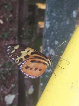 Tithorea harmonia pseudethra Butler 1873的圖片