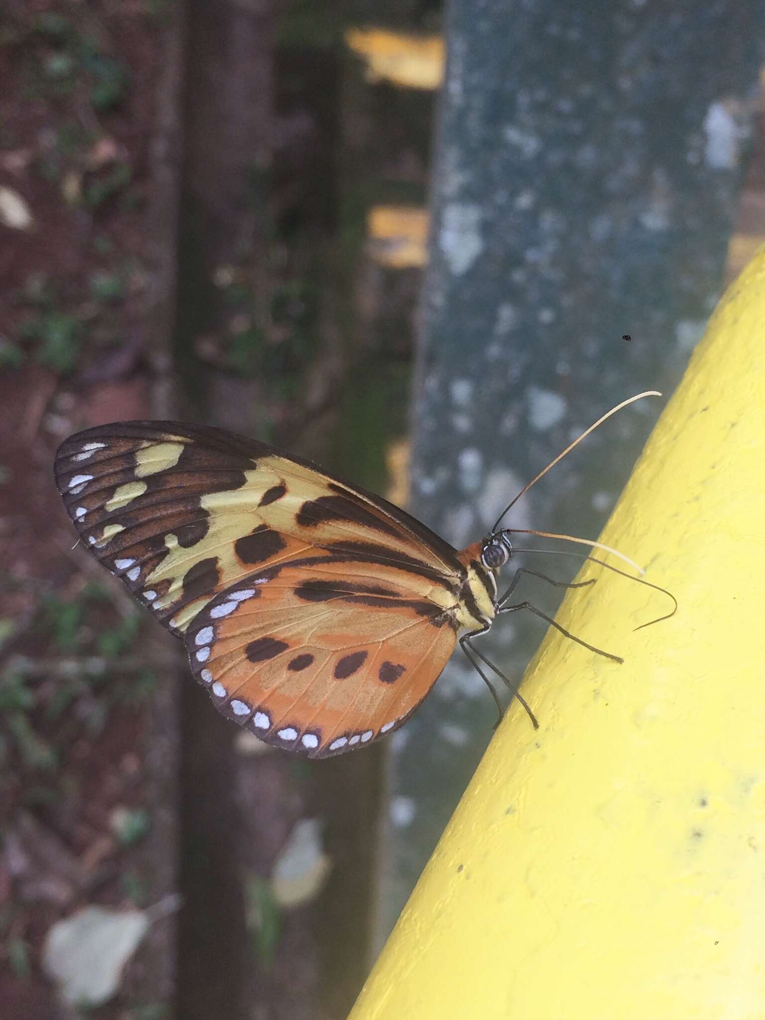 Imagem de Tithorea harmonia pseudethra Butler 1873