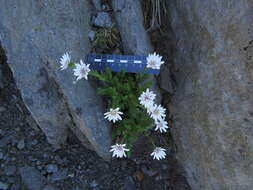 Image de Leucheria papillosa Cabrera