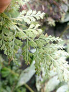 Image de Asplenium ritoense Hayata