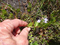 Image of American speedwell