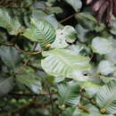 Image de Elaeagia auriculata Hemsl.