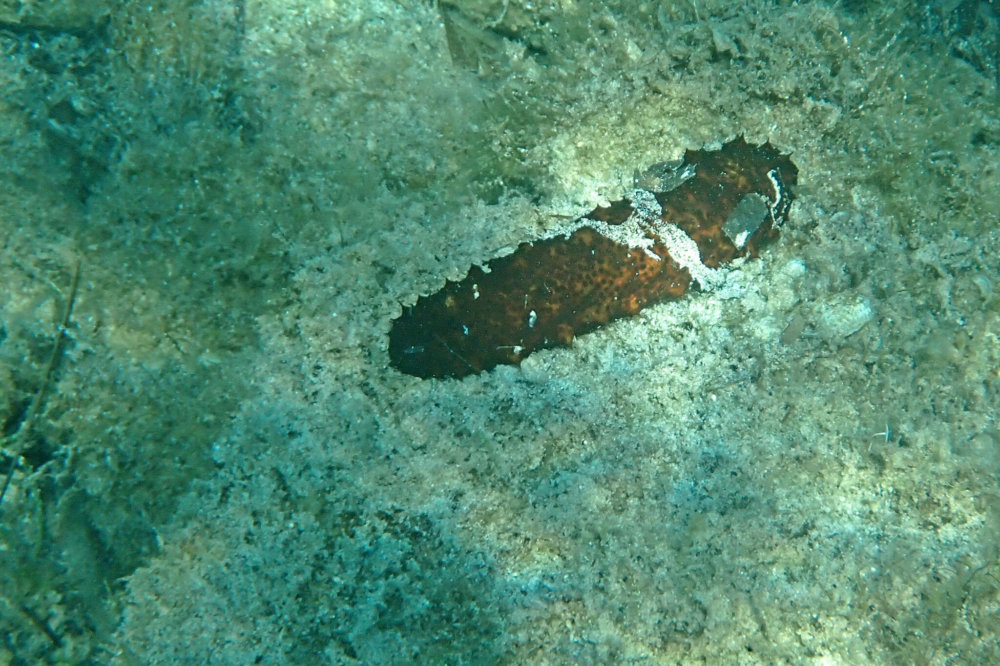 Image de concombre de mer ensablé