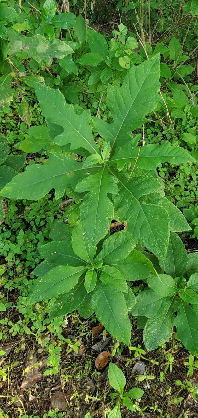 Image of white crownbeard