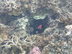 Image of Sabre squirrelfish