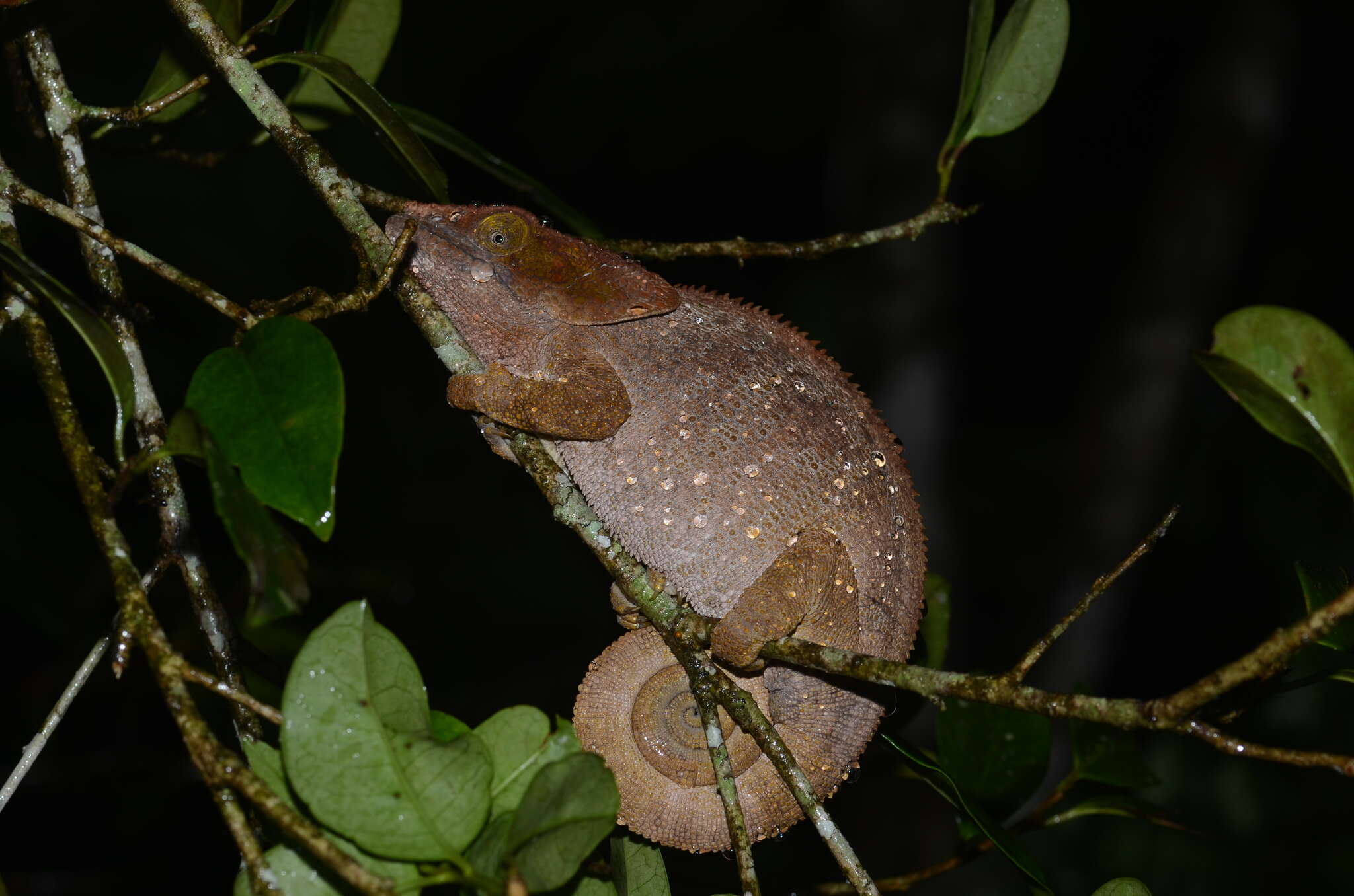 Image of Short-horned Chameleon