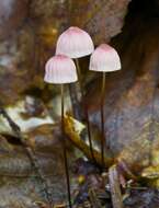 Image of Marasmius bellipes Morgan 1905