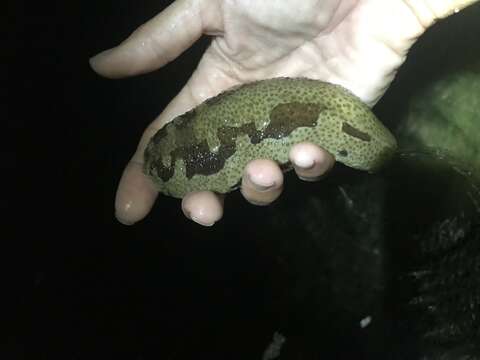 Image of Brown Sandfish