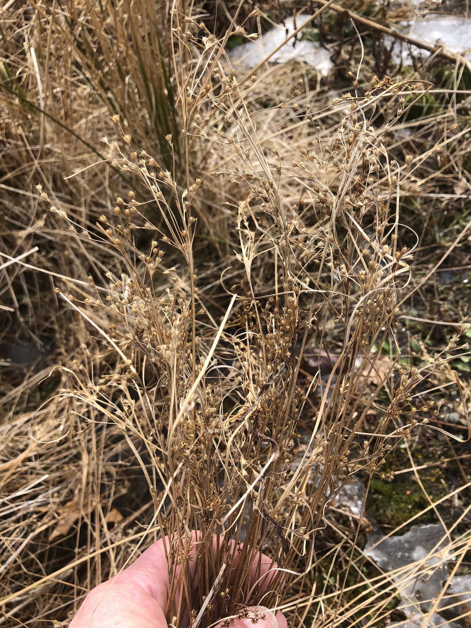 Слика од Juncus anthelatus (Wiegand) R. E. Brooks