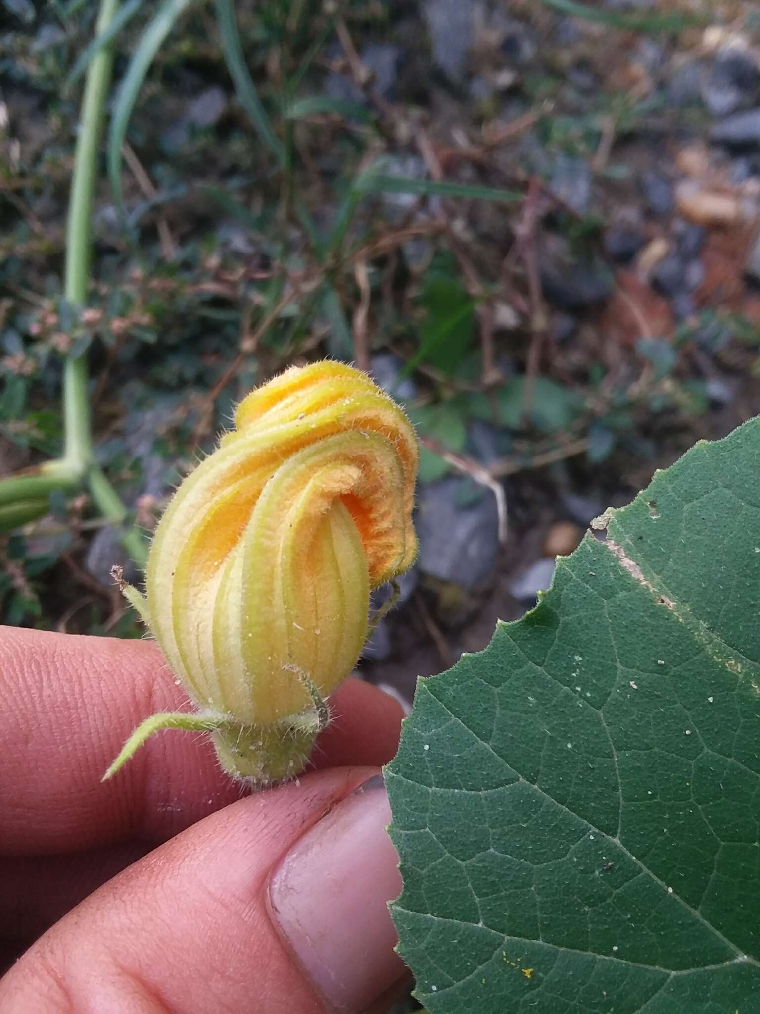 Cucurbita melopepo subsp. texana (Scheele) G. L. Nesom resmi