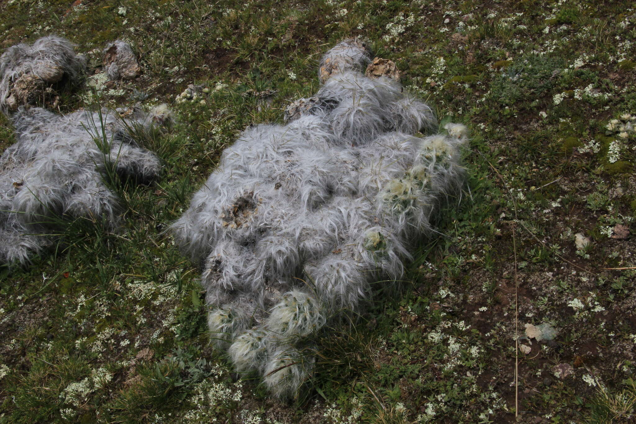 Plancia ëd Austrocylindropuntia floccosa (Salm-Dyck) F. Ritter