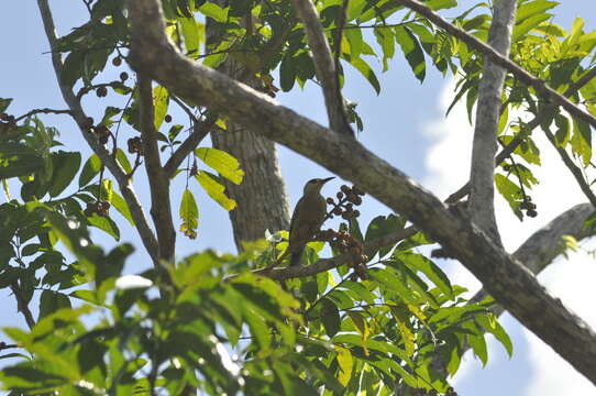 Image of West Indian Woodpecker