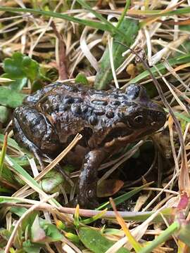 Image of Chile Four-eyed Frog