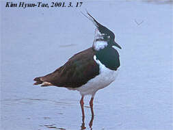 Image of Lapwing