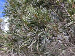 Image of Kangaroo Island Narrow-leaf Mallee