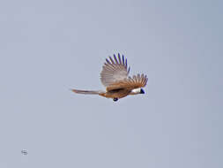 Image of Bare-faced Go-away Bird