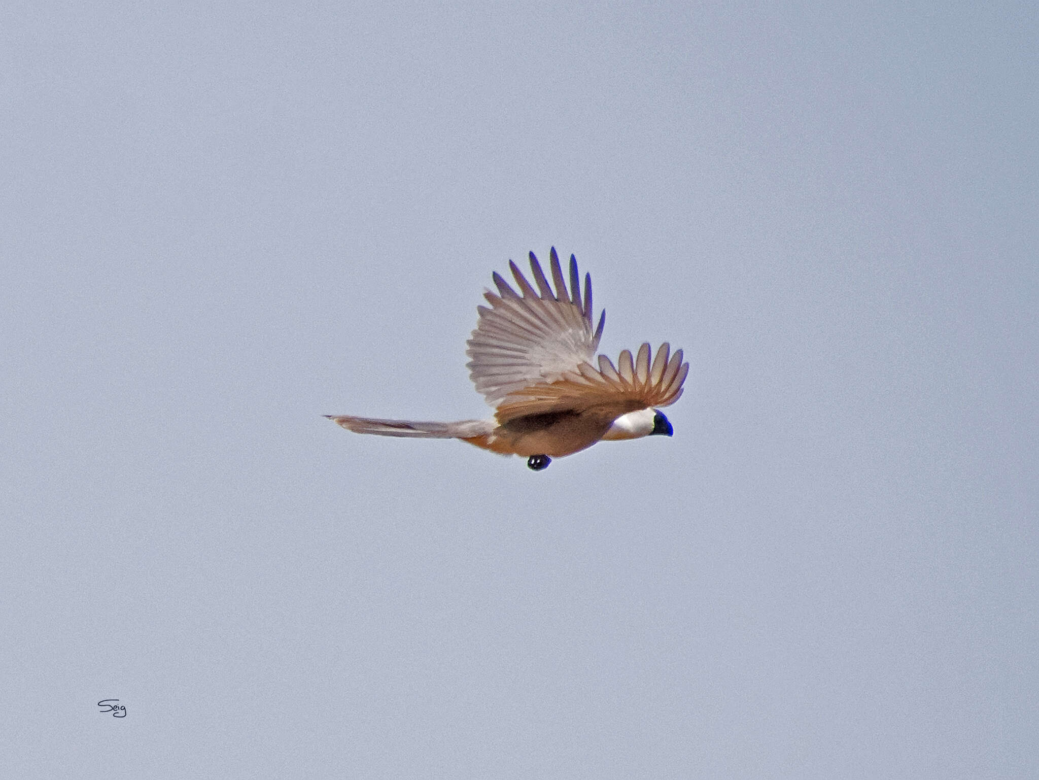 Image of Bare-faced Go-away Bird