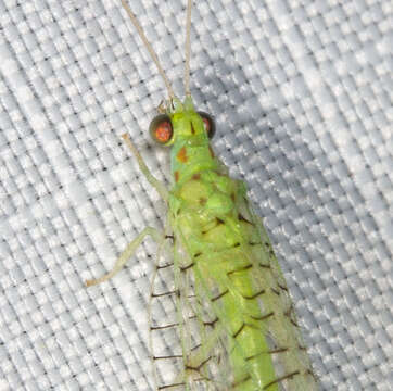 Image of Glenochrysa opposita (McLachlan 1863)