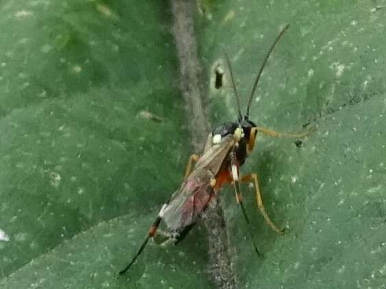 Image of Parasitoid wasp