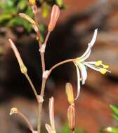 Image of Trachyandra revoluta (L.) Kunth