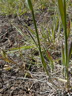 صورة Hordeum californicum Covas & Stebbins