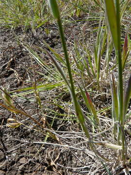 Image of California barley